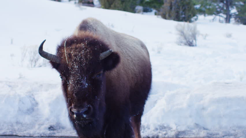A bison in winter at Yellowstone National park, Montana, US.