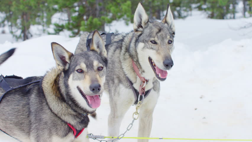 Two sled dogs in winter at Yellowstone National park, Montana, US.