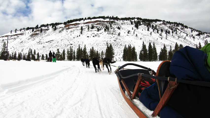 Dog sledding at Yellowstone National park, Montana, US.