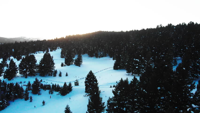 Aerial of a snowy forest at sunset in Yellowstone National park, Montana, US.