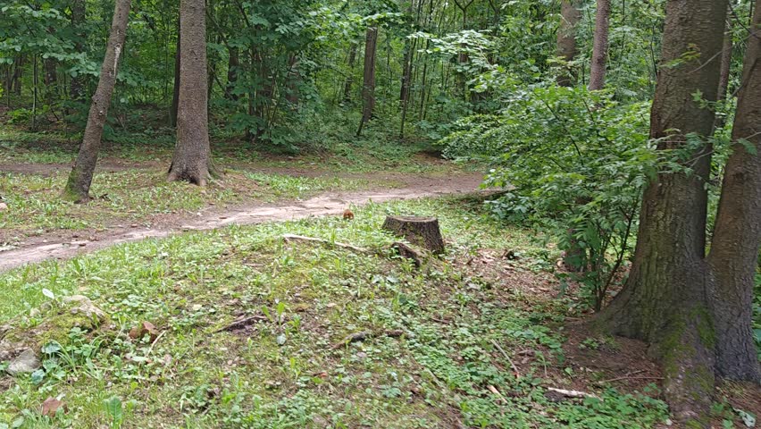 A squirrel sits on the ground covered with grass and fallen pine needles in a city park. Then it runs between the trees and looks for seeds in pine and spruce cones and other plants that it can eat
