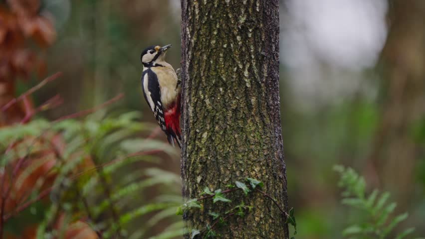 Great spotted woodpecker sits on pine branch, slow head movements, soft light and calm setting