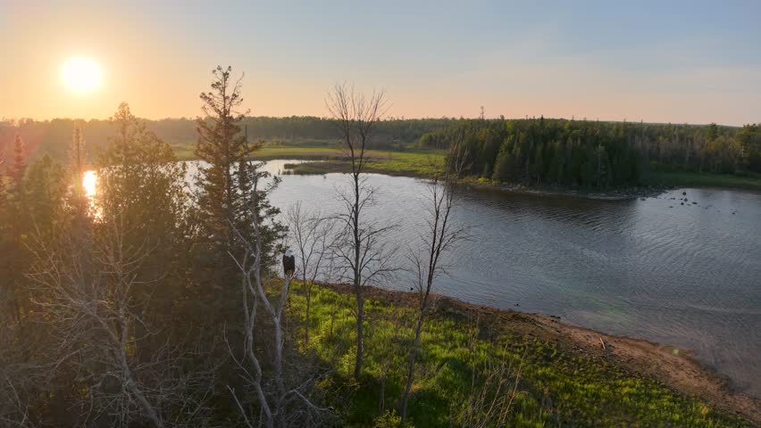 Aerial drone shot of Bald Eagle perched on Les Cheneaux Islands shoreline in Michigan’s Upper Peninsula at sunset, with golden light reflecting on calm waters and forested coast.