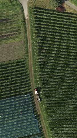 Vineyard harvest during late afternoon in a rural area with tractor and workers collecting grapes