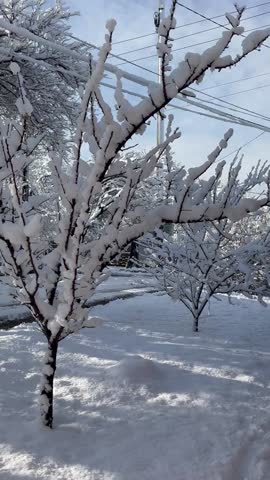 A Serene Winter Landscape: Snow-Covered Trees and Pathway Under Blue Skies, Highlighting the Beauty of Nature