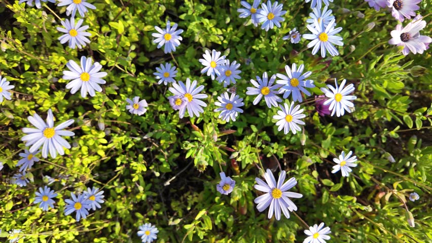 Blue Marguerite Daisy in Waite Campus, The University of Adelaide, South Australia: 4K Slow Motion Video of Felicia amelloides Bright Blue Petals with Yellow Centres, Spring Blooming Flowers