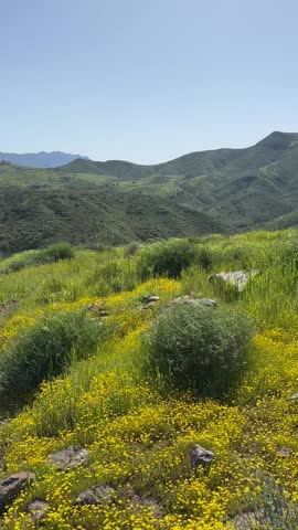 Vibrant yellow wildflowers cover the hillsides of California mountains with fresh greenery and clear skies near Los Angeles creating a peaceful nature scene