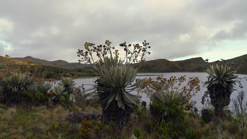 Video pan of Sumapaz páramo with iconic frailejones and cloudy mountains, highlighting Colombia’s unique high Andean ecosystem.