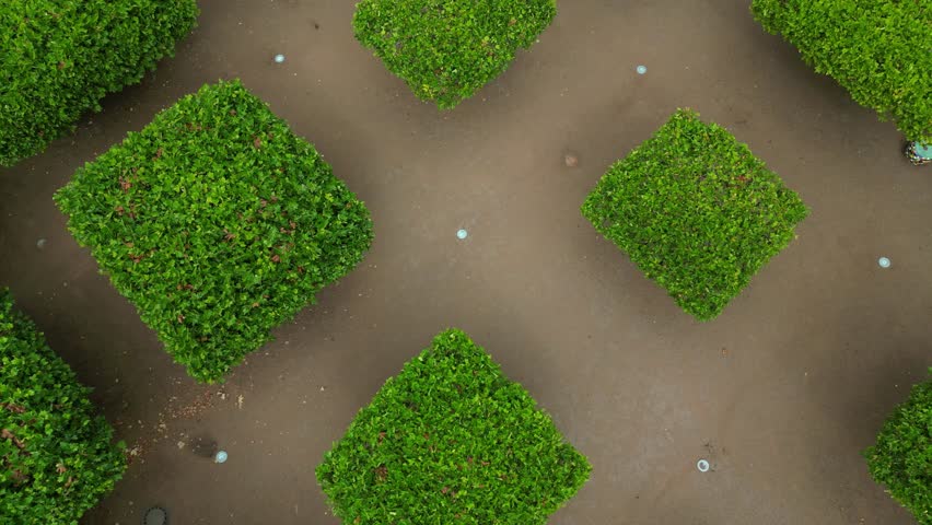 Regularly space the trees on the square in a square grid. plane trees are grown into flat flat umbrella shapes. correct splicing of the branches is essential from a professional arborist
