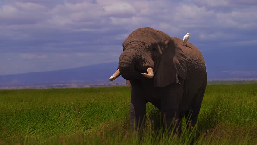 Majestic African Elephants Roaming the Plains of Amboseli National Park, Kenya, Iconic Wildlife Scene.