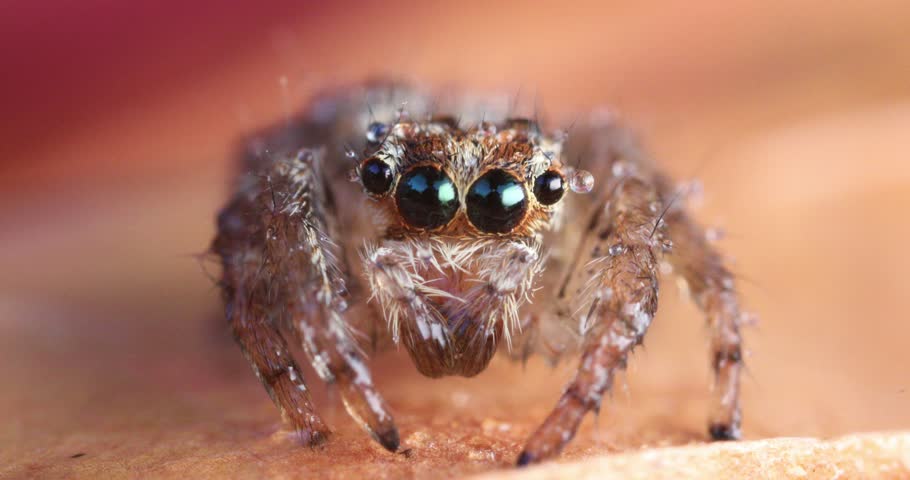 Spider. Jumping spider. Nature bacground. 