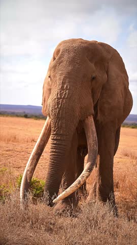 Majestic African Elephants Roaming the Plains of Amboseli National Park, Kenya, Iconic Wildlife Scene.