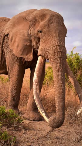 Majestic African Elephants Roaming the Plains of Amboseli National Park, Kenya, Iconic Wildlife Scene.