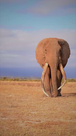 Majestic African Elephants Roaming the Plains of Amboseli National Park, Kenya, Iconic Wildlife Scene.