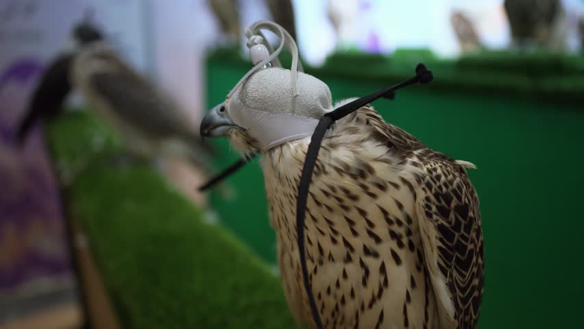 Portrait Of A Captive Hunting Falcon Wearing A Leather Hood To Reduce Stress During Training.