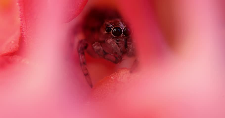 Spider. Jumping spider. Nature bacground. 