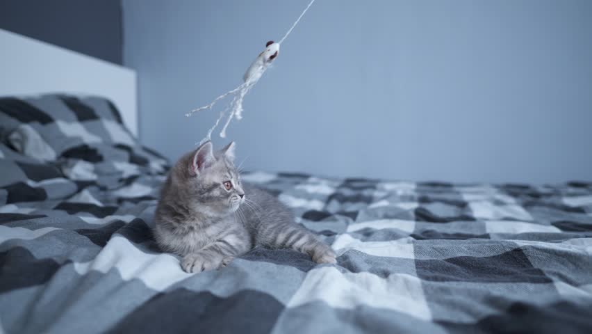 Thoroughbred purebred baby cat Scottish straight gray with stripes color cheerfully and actively plays with toy at home on bed. Funny kitten of British breed frolics, hunts playing with toy on string.