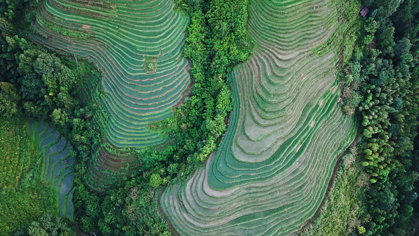 Aerial shot of the Longji Terraced Fields with beautiful patterns and lush forest landscape in Guilin, Guangxi Province, China.