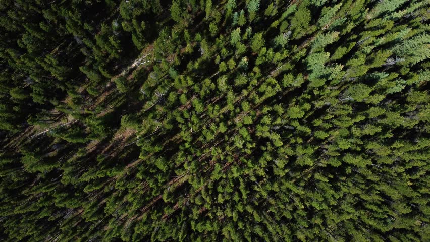 Top-down aerial shot of Canadian boreal forest in Rocky Mountains