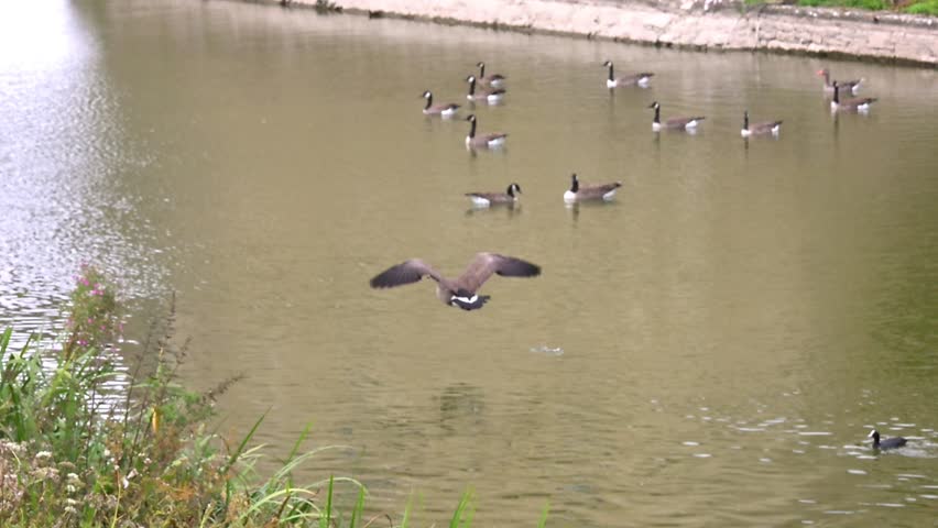 Canada Goose (Branta canadensis) flying after another through the arch over a castle moat, and attacking it on the other side. Kent, UK. Slow motion x10