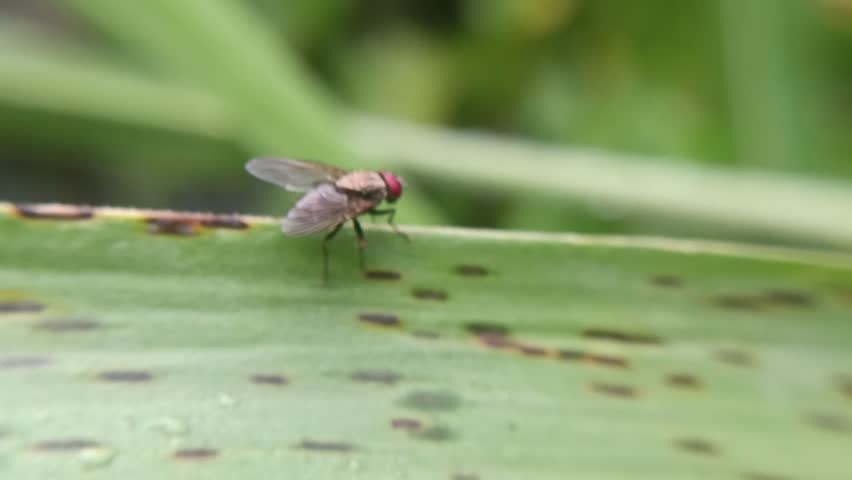 macro photo with blurred background of red-eyed flesh fly (Sarcophaga bercaea)