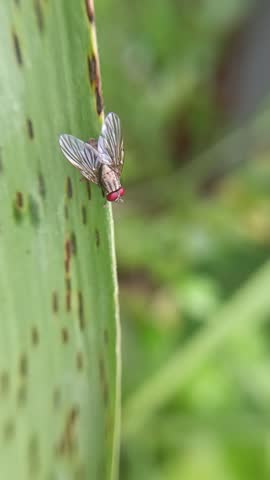 macro photo with blurred background of red-eyed flesh fly (Sarcophaga bercaea)