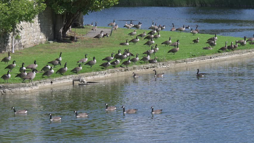 Large flock of about 100 Canada Geese (Branta canadensis) on land and in the moat of Leeds Castle in Kent. September, Kent, UK. Half speed