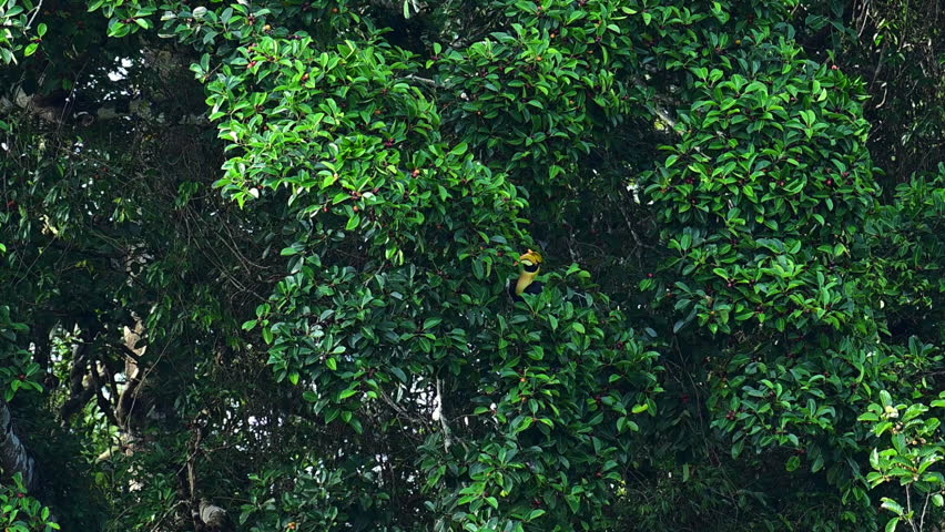 The bill and large hump are yellow. The face is black. The throat is white or yellowish-white. The body is black. The wings are black with a wide yellow stripe running down the middle of the wings.	