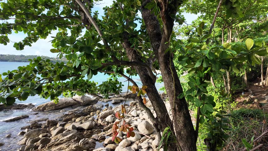 Tropical Rocky Shoreline With Tree Branches and Gentle Sea Waves in Thailand 4K