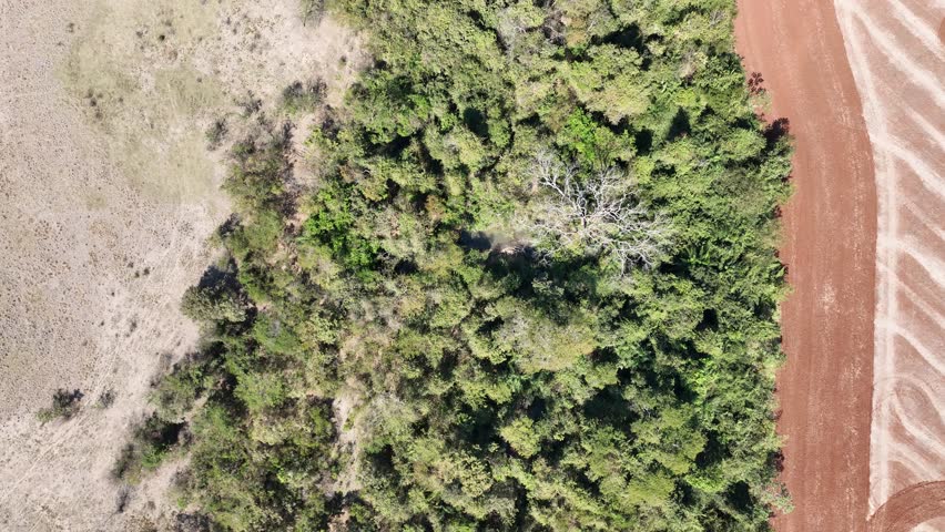 Scene of a river passing through the trees