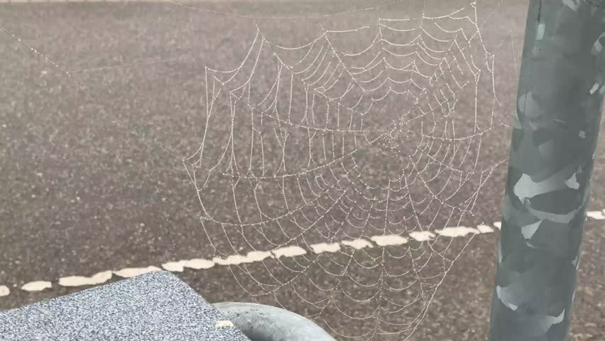 Dew drops glisten on an intricate spider web, strung between a pole and an unseen object, in Graal-Müritz, Germany. The delicate web shimmers in soft, natural light, forming a mesmerizing pattern.