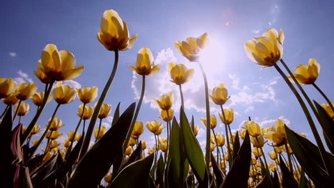 Tulips with the sun and blue sky in background