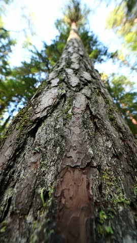 Closeup of the bark of a pine tree trunk. Bottom view.