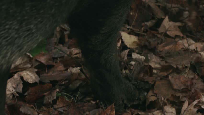 close up of boar legs stepping in fall foliage
