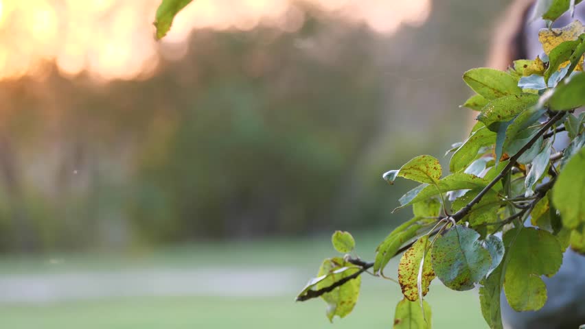 Backlit leaves at golden hour - Sun shining through tree branch - Powered by Shutterstock - Get 15% off with code: PIKWIZARD15