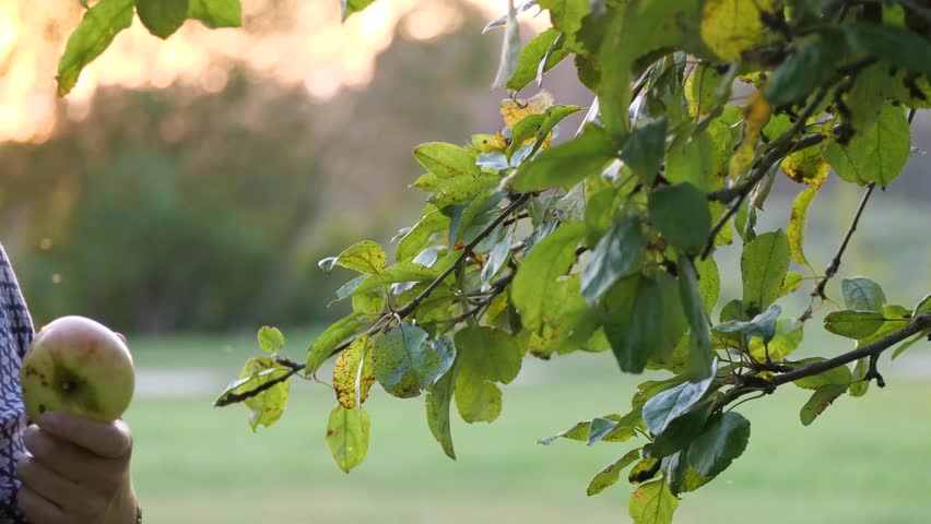 Woman admiring a fresh apple - A close-up of a woman with glasses, looking at a fresh apple she holds in her hand. The warm golden light illuminates her face as she smiles