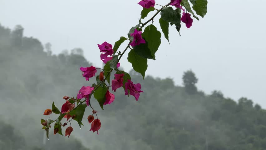 Close-up of vibrant pink bougainvillea flowers with green leaves during rainy and foggy weather. Raindrops falling on petals create a fresh,natural and peaceful atmosphere. Looking beautiful 