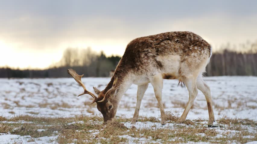 Wild deer eating grass in snowy winter meadow at sunrise, golden light shining