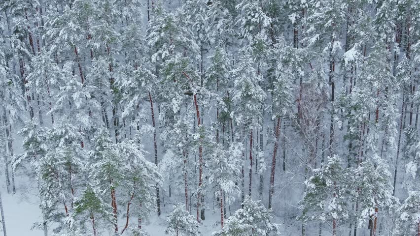 Enchanting snowy pine forest in Northern Europe shows beauty of winter nature
