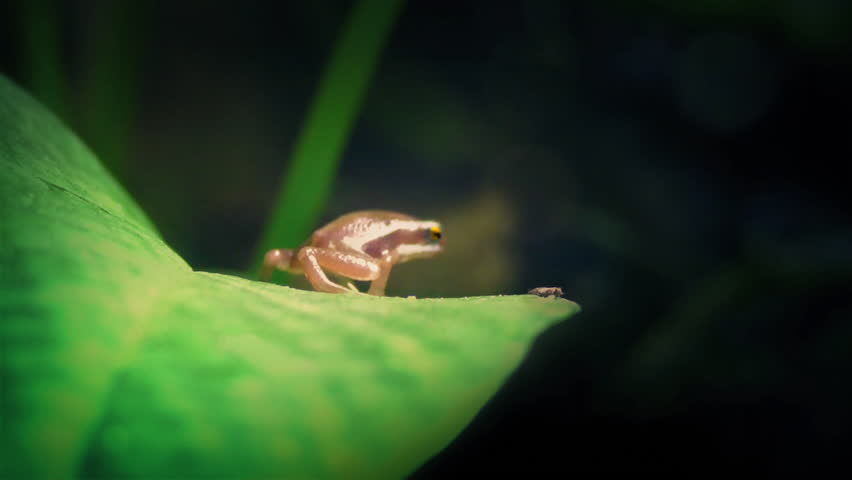 Frogs On Leaf In Rainforest
