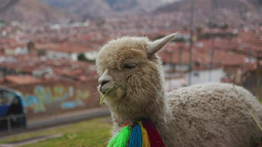 Close-up portrait of young pretty alpaca resting on the grass with the city of Cusco in the background. Peru landscape. 
