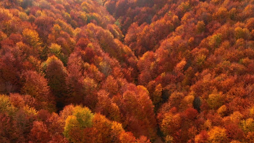 Spectacular top down view of an autumn forest in rich crimson hues. Cinematic drone footage. Abstract pattern from a bird's eye view. Filmed in UHD 4k. Discovery the beauty of earth.