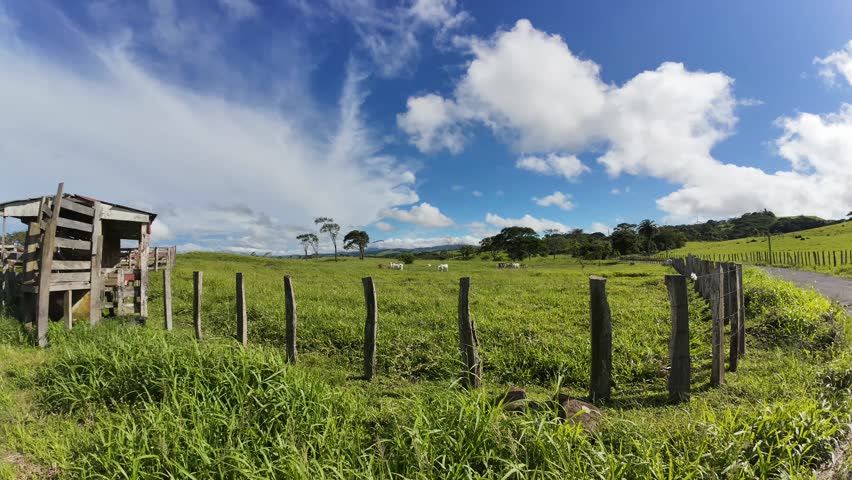  Dynamic timelapse sequence of clouds drifting across the sky above a rural farmland
meadow with cows grazing below. Great for illustrating climate, agriculture, nature, and peaceful
countryside envir