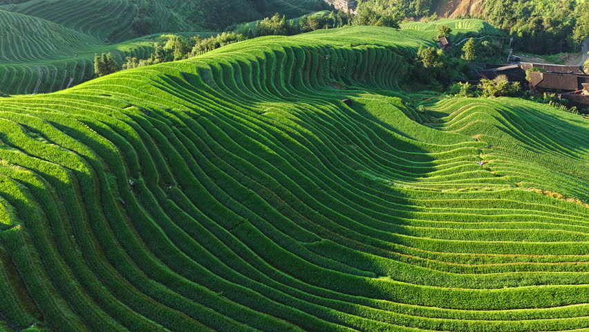 Summer scenery of Longji Terraced Fields with rolling hills in Guilin, Guangxi Province, China.