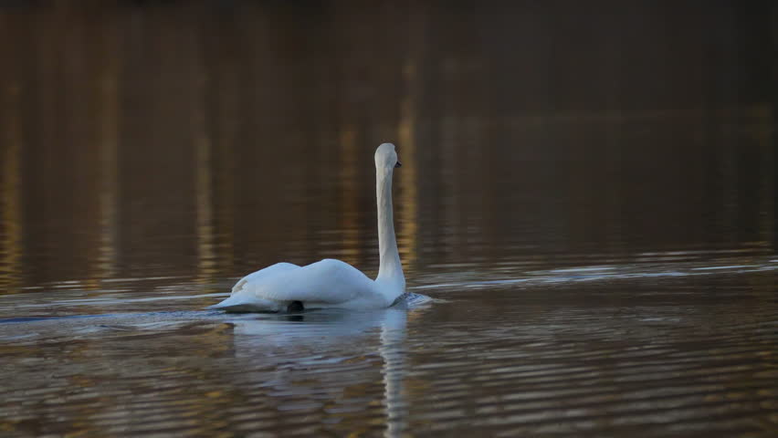 a swan takes off over the lake