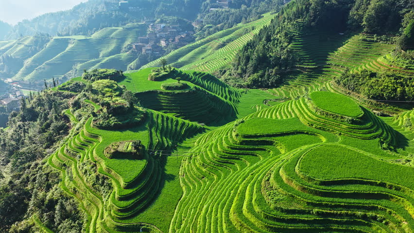Summer scenery of Longji Terraced Fields with rolling hills in Guilin, Guangxi Province, China.