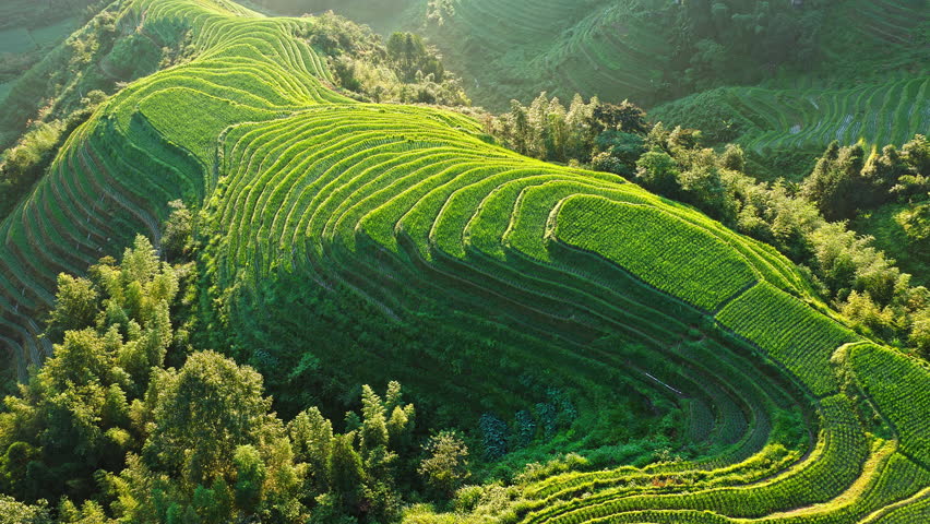Summer scenery of Longji Terraced Fields with rolling hills in Guilin, Guangxi Province, China.