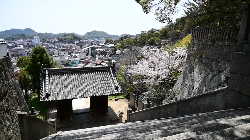 Cherry blossoms bloom at Misode Tenmangu Shrine in spring (Onomichi, Hiroshima, April, 2025)
