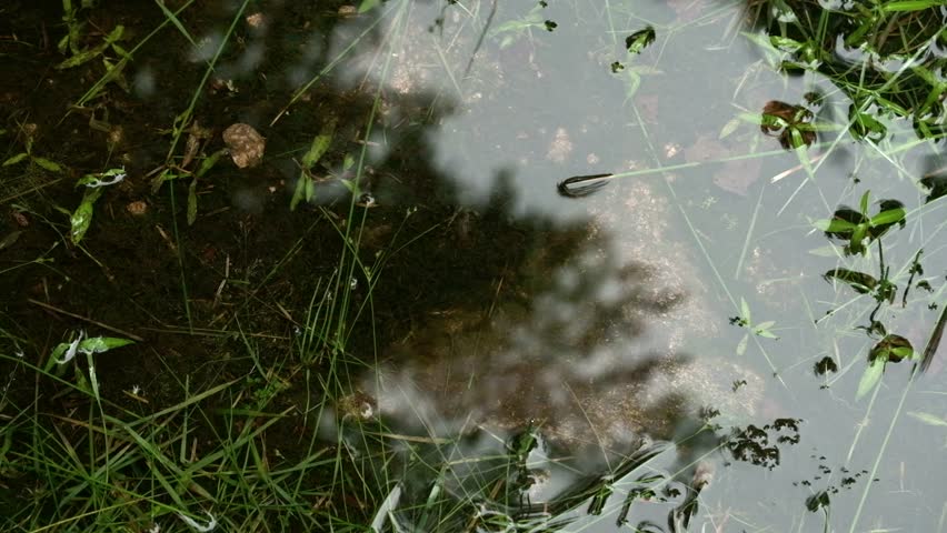 Close-up of a small pond with clear water reflecting the surrounding plants. Aquatic vegetation and grass grow around and inside the shallow water, while ripples spread across the surface