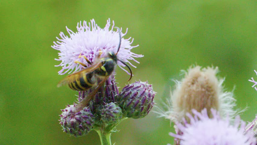 European wasp feeds on thistle flower pollen, macro close-up, natural daylight, shallow focus